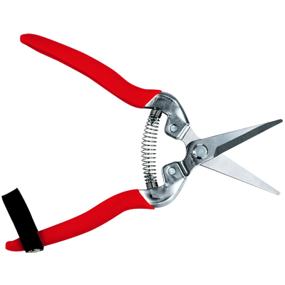 Stainless Scissors for Harvest